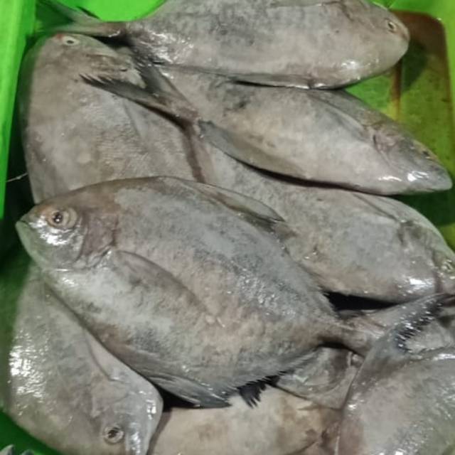 

(isi 2-4) Bawal Fresh Dari Nelayan 1Kg