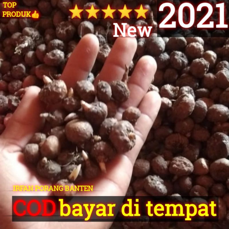 [COD] BIBIT UMBI PORANG SUPER 1 KG