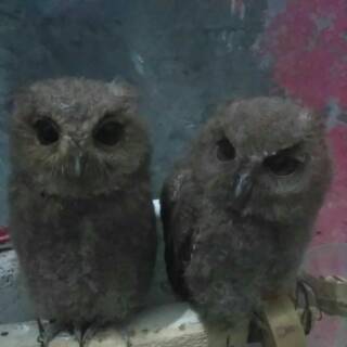30+ Burung hantu celepuk putih terupdate