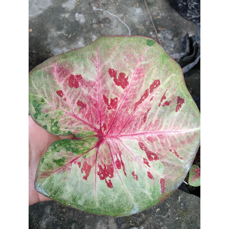 Keladi Caladium Hybrid H02