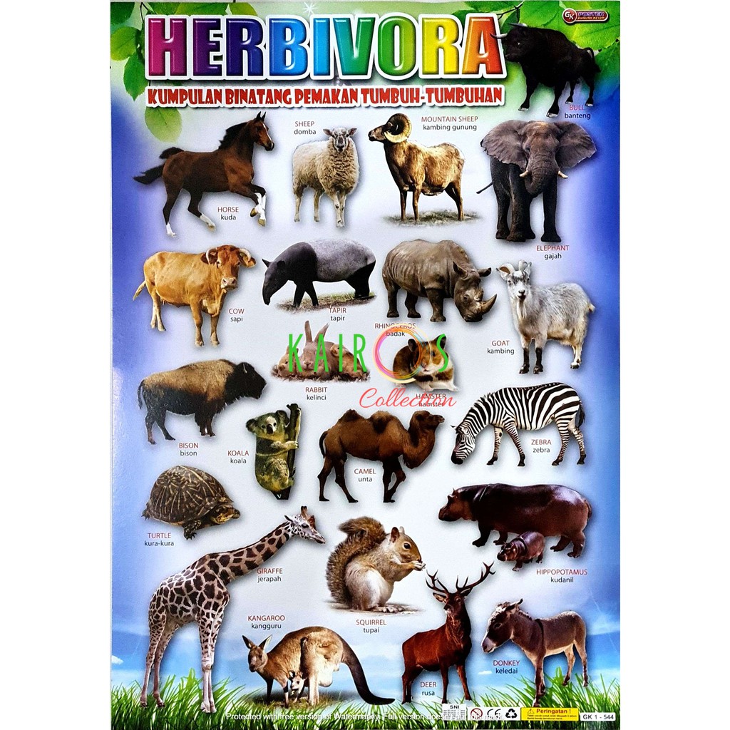 Poster Anak Belajar Binatang Hewan Herbivora Shopee Indonesia