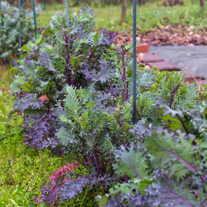 10 Bibit Kale Red Russian Seed Benih Sayuran Kale Red Ursa Super Tanaman Sayur Unggul Berkualitas