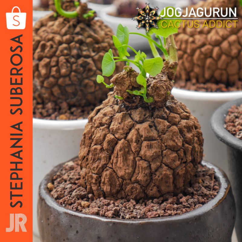 Original Stephania Suberosa