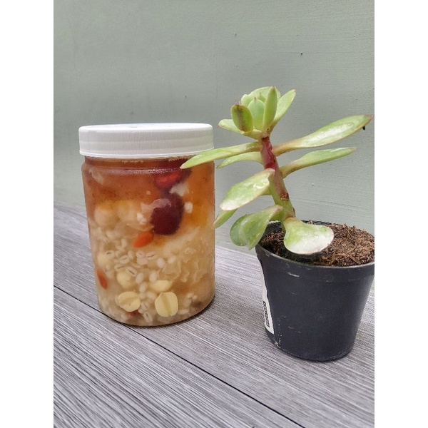 

Peach Gum dessert 800ml khusus Gojek / Grab