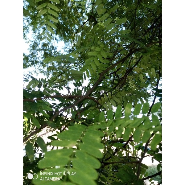 

Daun sinom segar