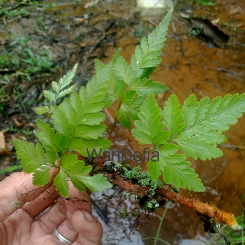 Pakis Hutan Tanaman Paludarium 3 Daun