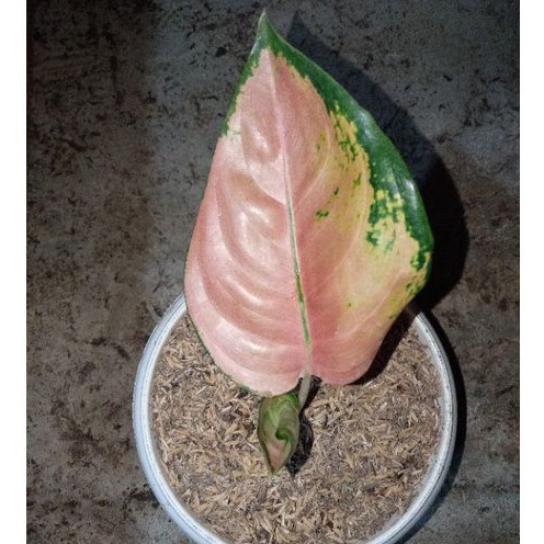 aglonema baby sultan brunai / pancawati