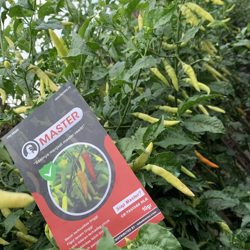 Benih Cabe Rawit Master 1750 butir