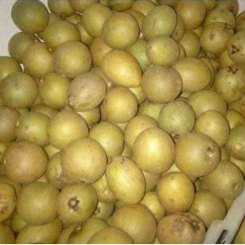 

1 kg buah sawo tua di pohon