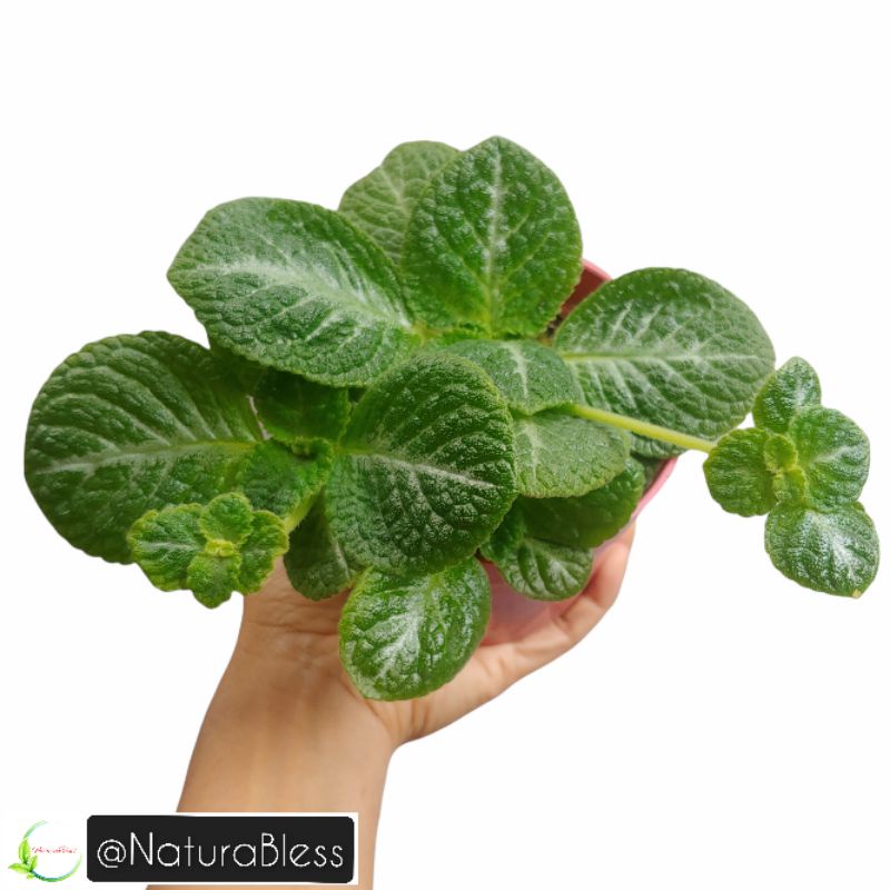Episcia Monet / Episcia Bunga Kuning