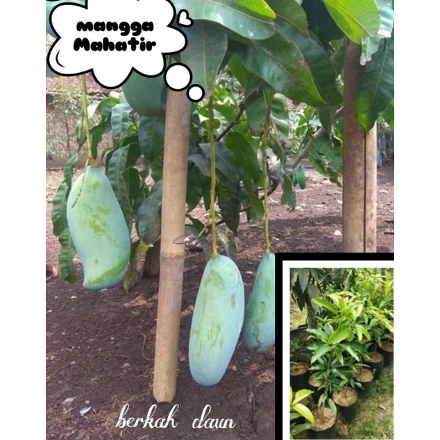 Bibit mangga jumbo (mahatir)