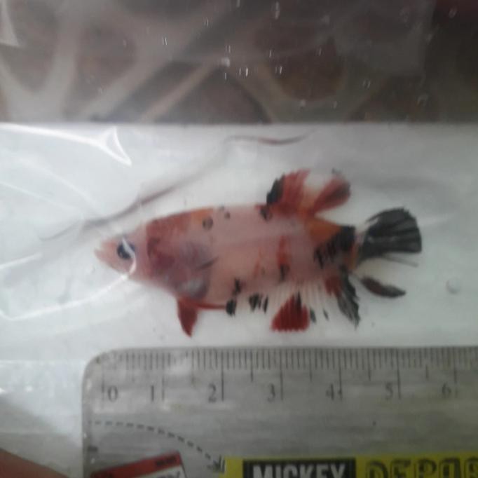 Terbaru Cupang Female Giant Nemo Bo +4 Cm (4.2Cm)