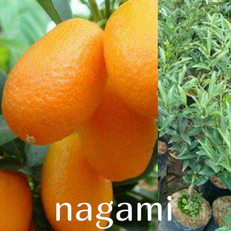 Bibit Tanaman Buah Jeruk Nagami Bibit Pohon Jeruk Nagami