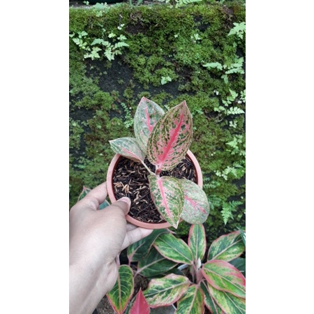 Aglonema mangkok Widuri lilin
