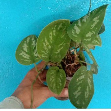 Scindapsus Argyraeus