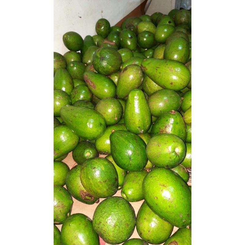 

Alpukat Mentega murah harga 1 kg