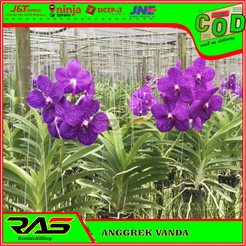 ANGGREK VANDA/BUNGA ANGGREK VANDA UNGU/ANGGREK VANDA UNGU SIAP BERBUNGA/ANGGREK VANDA JUMBO TERMURAH
