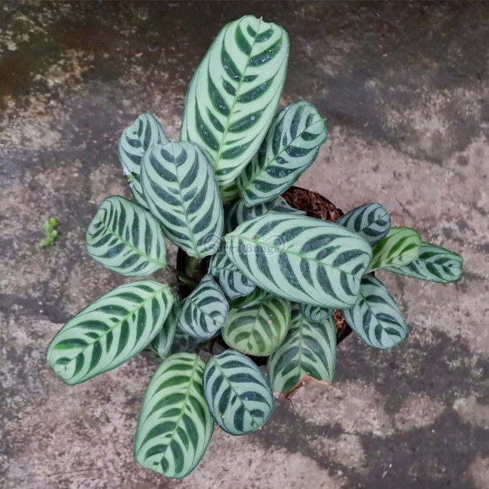 calathea burlemarx-kalatea sepat-tanaman hias daun