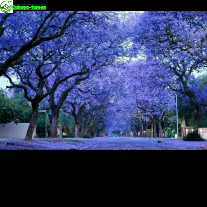 bibit bunga sakura ungu atau tabebuya bunga ungu