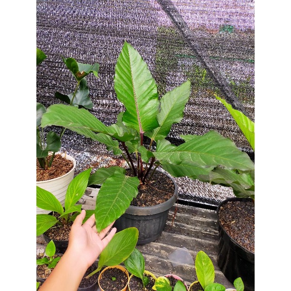 anthurium BlackBeauty