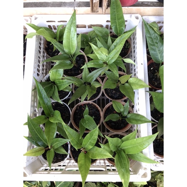 anakan anthurium hokeri black beauty x pink