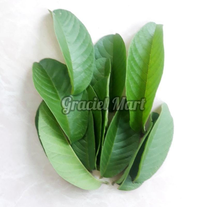 

DAUN JAMBU BIJI SEGAR