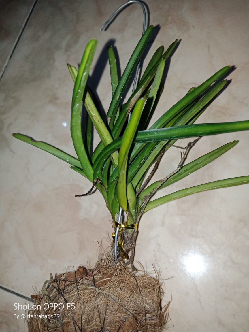 Anggrek Vanda Miniatum