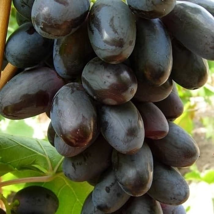 bibit anggur import giovani berkualitas