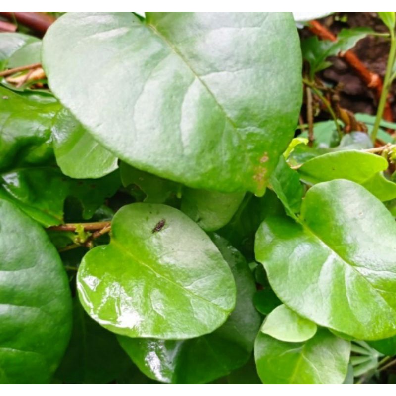 

Daun binahong hijau segar 1kg