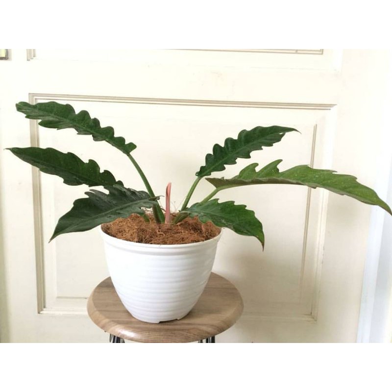 Bibit tanaman hias pohon Phillo - Philo - pilo gergaji - tanaman hias