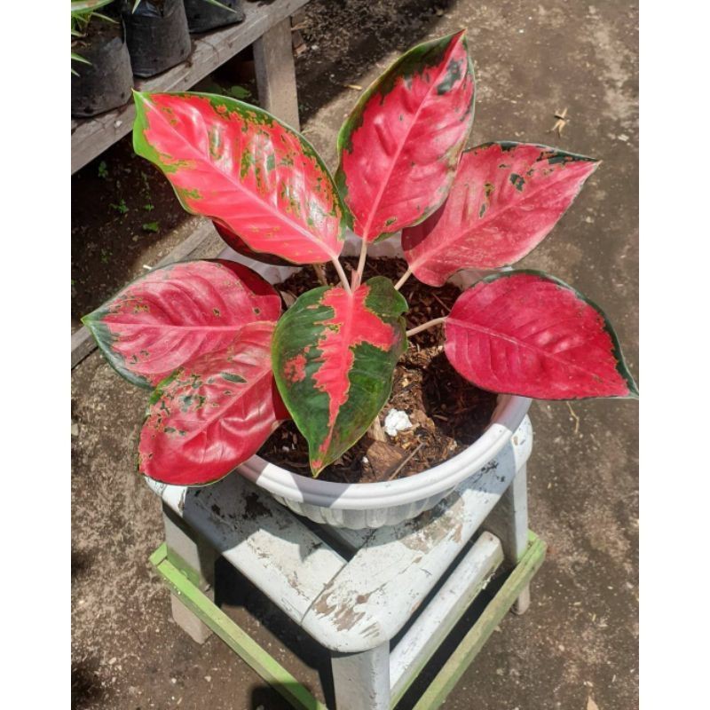 promo aglonema kocin/anakan