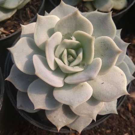 sukulen kaktus echeveria lola medium