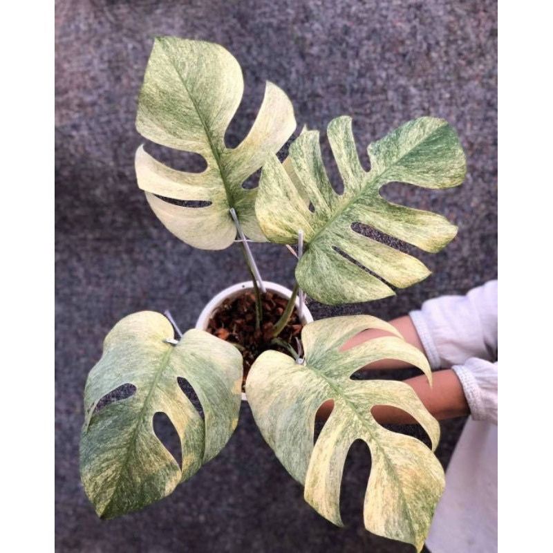 Bibit Bonggol monstera mint