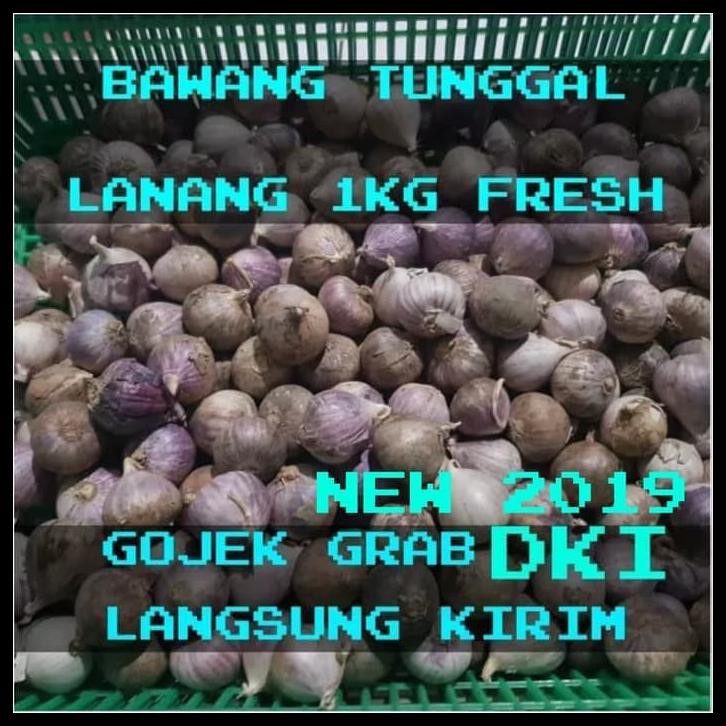 

Ty81 Bawang Putih Tunggal / Bawang Lanang 1000 Gram 4Vxe
