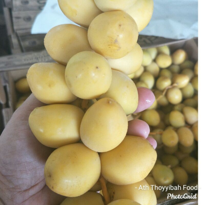 

Ready untuk Promil kurma muda kuning barhie