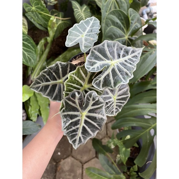 Alocasia Parasol (mini)