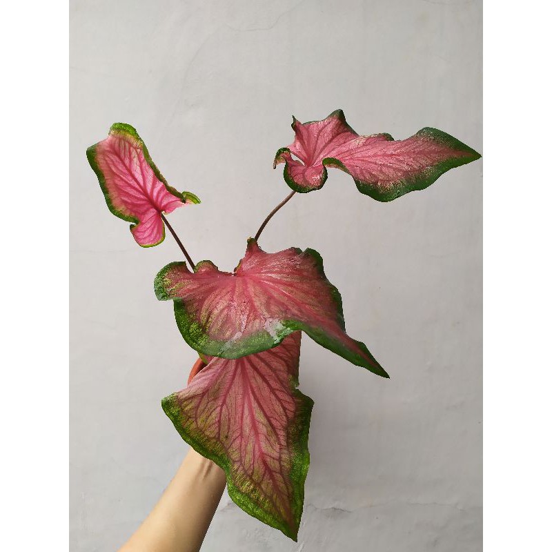 Caladium Red Jaguar