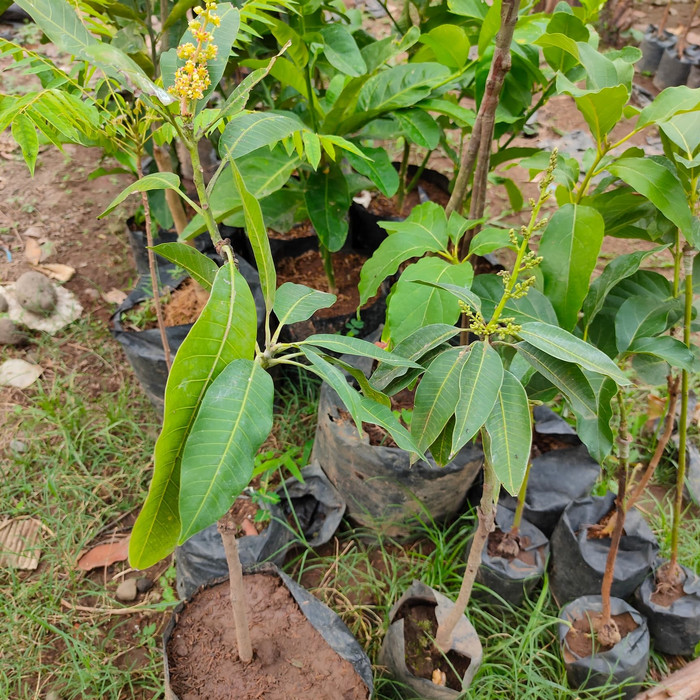 bibit mangga gadung berbunga