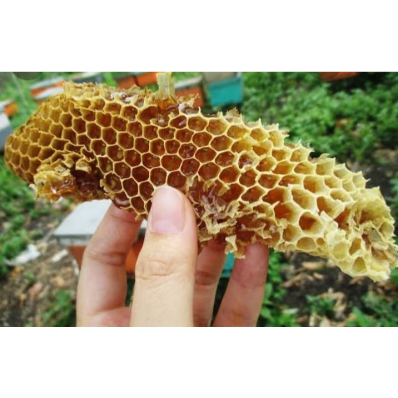 

(BISA COD) MADU RIAU 100% ASLI TANPA CAMPURAN