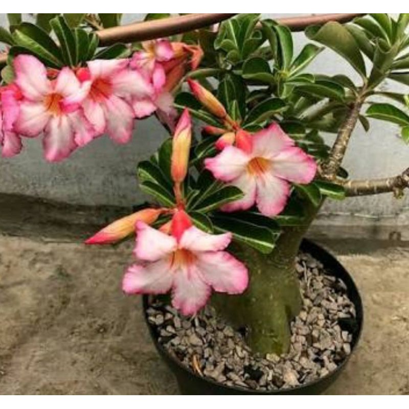 

bibit adenium(Kamboja Jepang)