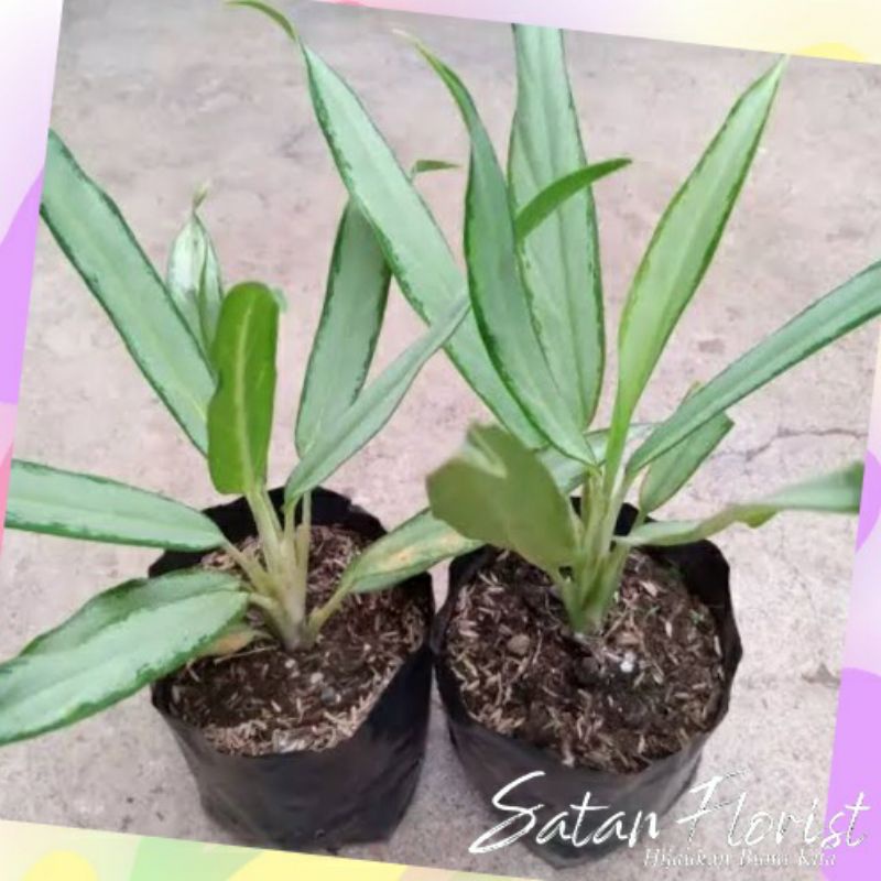 Bisa COD Aglonema Bambo Silver Diven Bulu Ayam