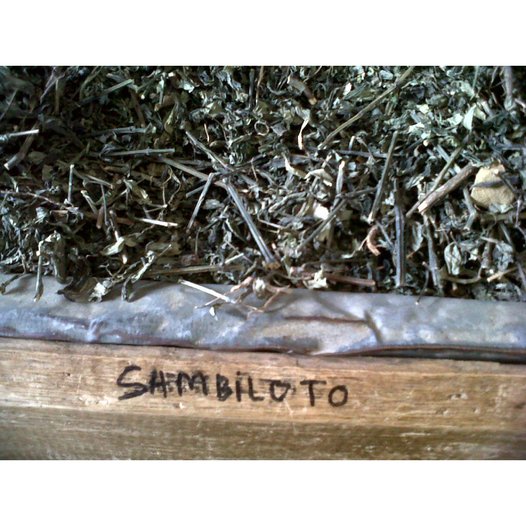 

Herbal sambiloto kering 100 gram Andrographis paniculata
