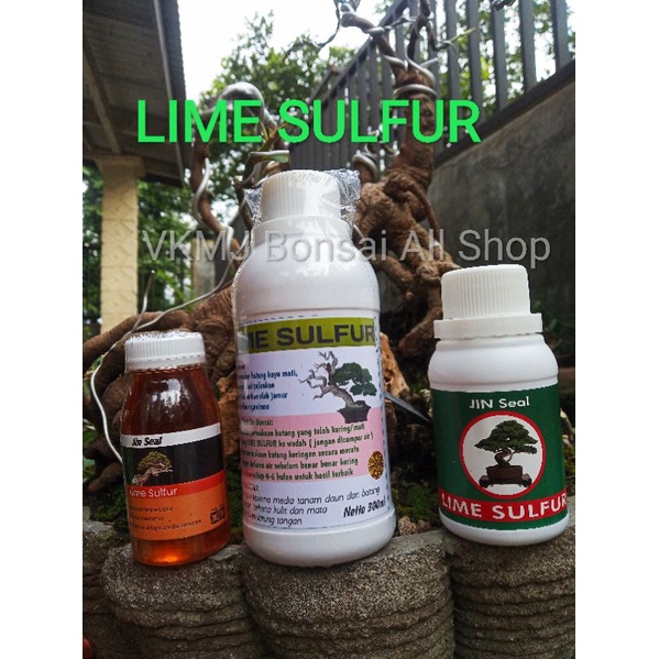 LIME SULFUR BONSAI