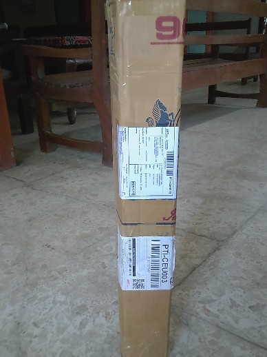 Bibit Alpukat Kendil Super Unggul