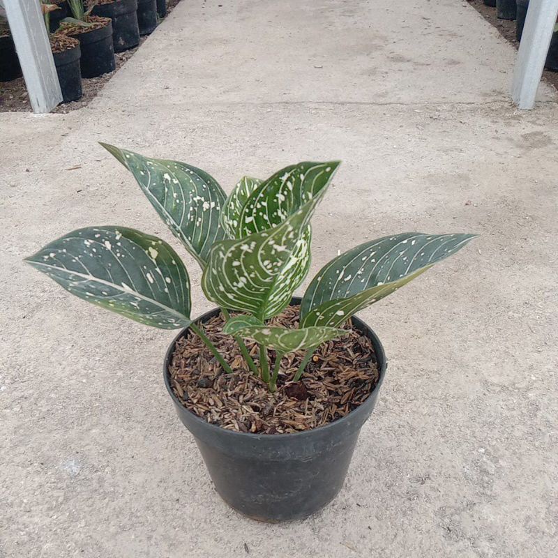 AGLONEMA SITI NURHALIZA