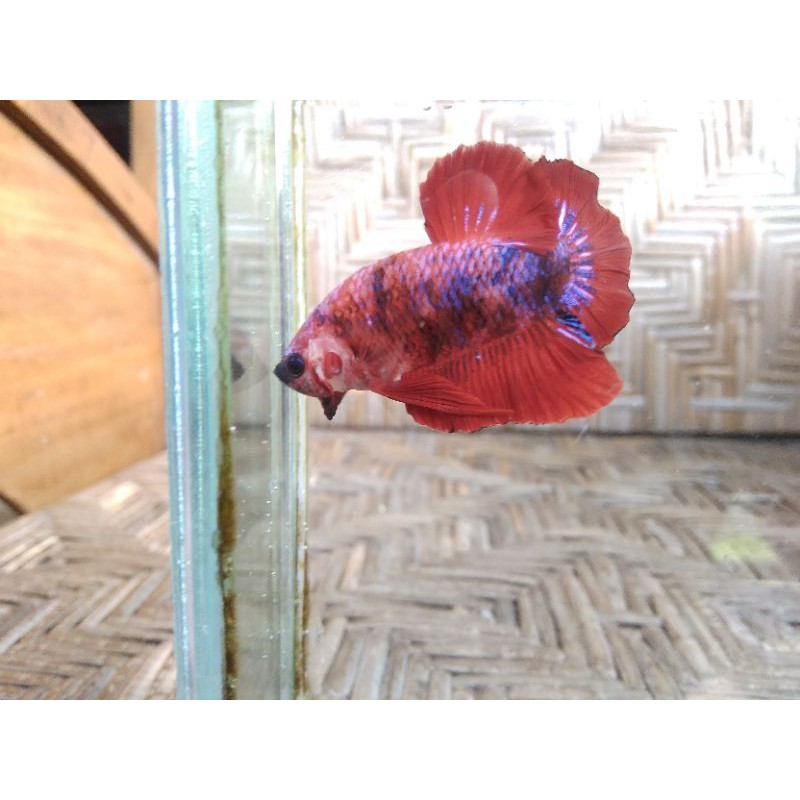 ikan cupang hias koi galaxy anakan multicolor free packing