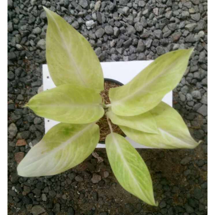 Aglaonema Sundrop