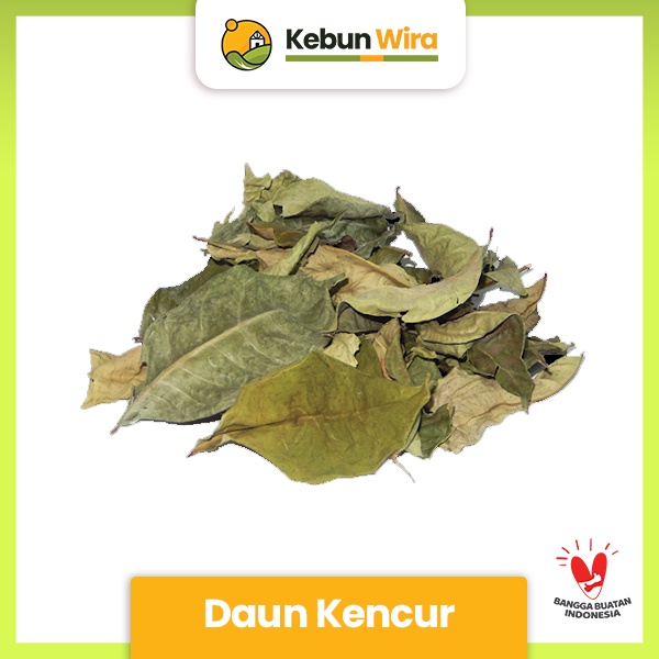

Daun Kencur 100gr