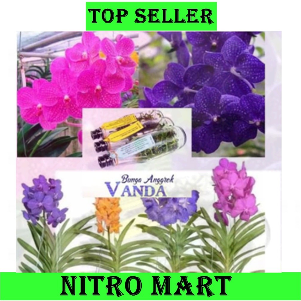 PROMO Bibit Bunga == Anggrek VANDA Anggrek Botol