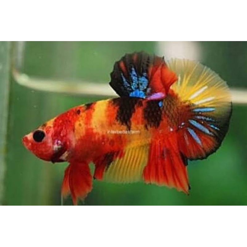 cupang Betina plakat Nemo multy